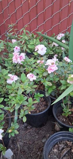 Azaleas