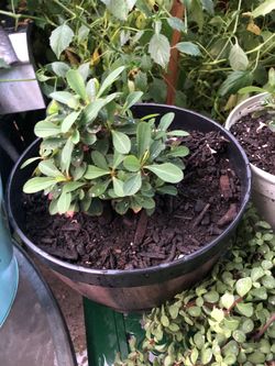 Planta la corona de cristo