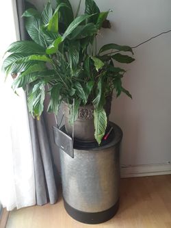 Plantas Con Las Bases 20
