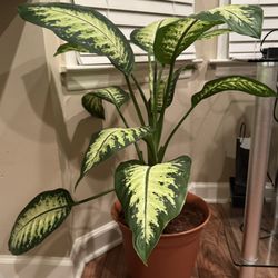 Dieffenbachia Plants (a.k.a., Dumb Cane)