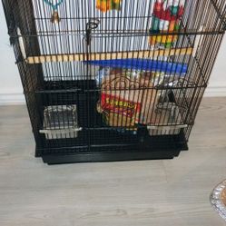 Bird Cage 