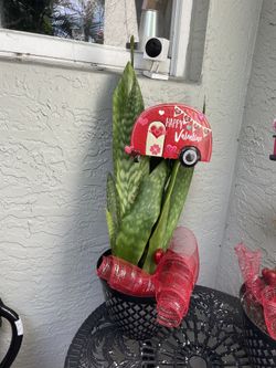 Valentine’s Gift Snake Plant 