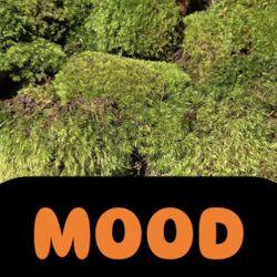 Live Terrarium Moss Bioactive Plants