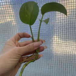 Rooted Pothos Cutting
