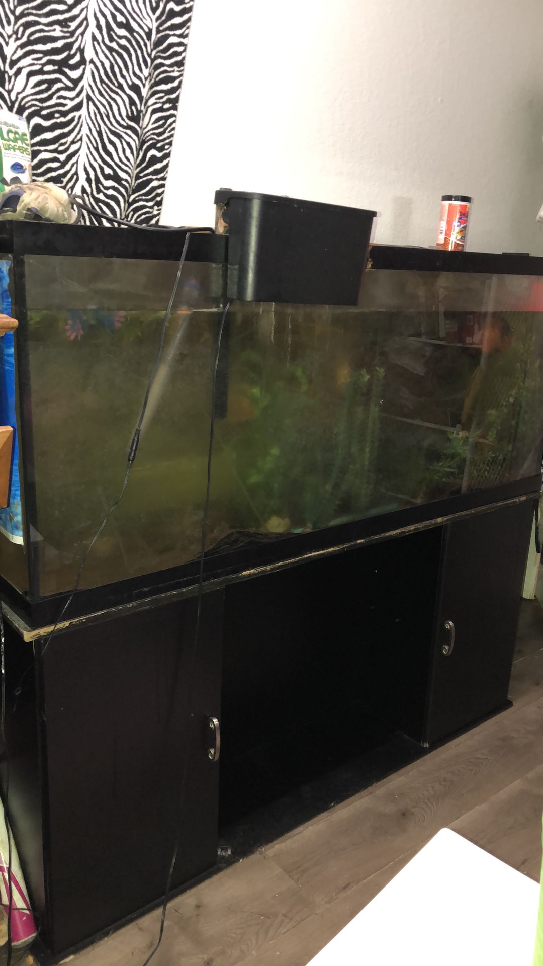 Giant fish tank