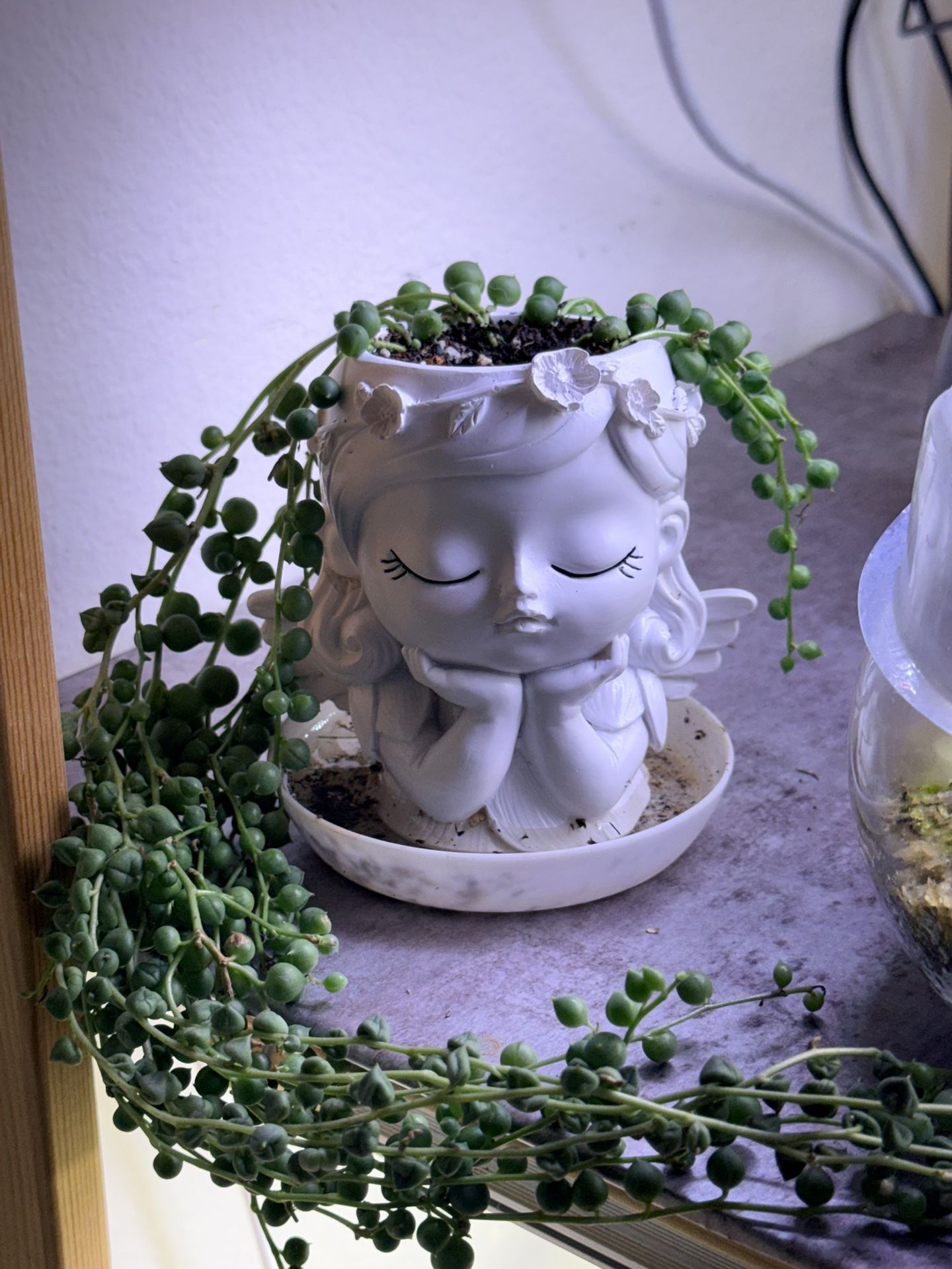 Cute Pot With String Of Pearls
