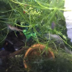 Fish Tank Decoration