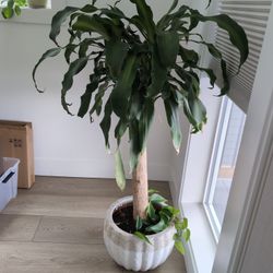 Indoor Plant