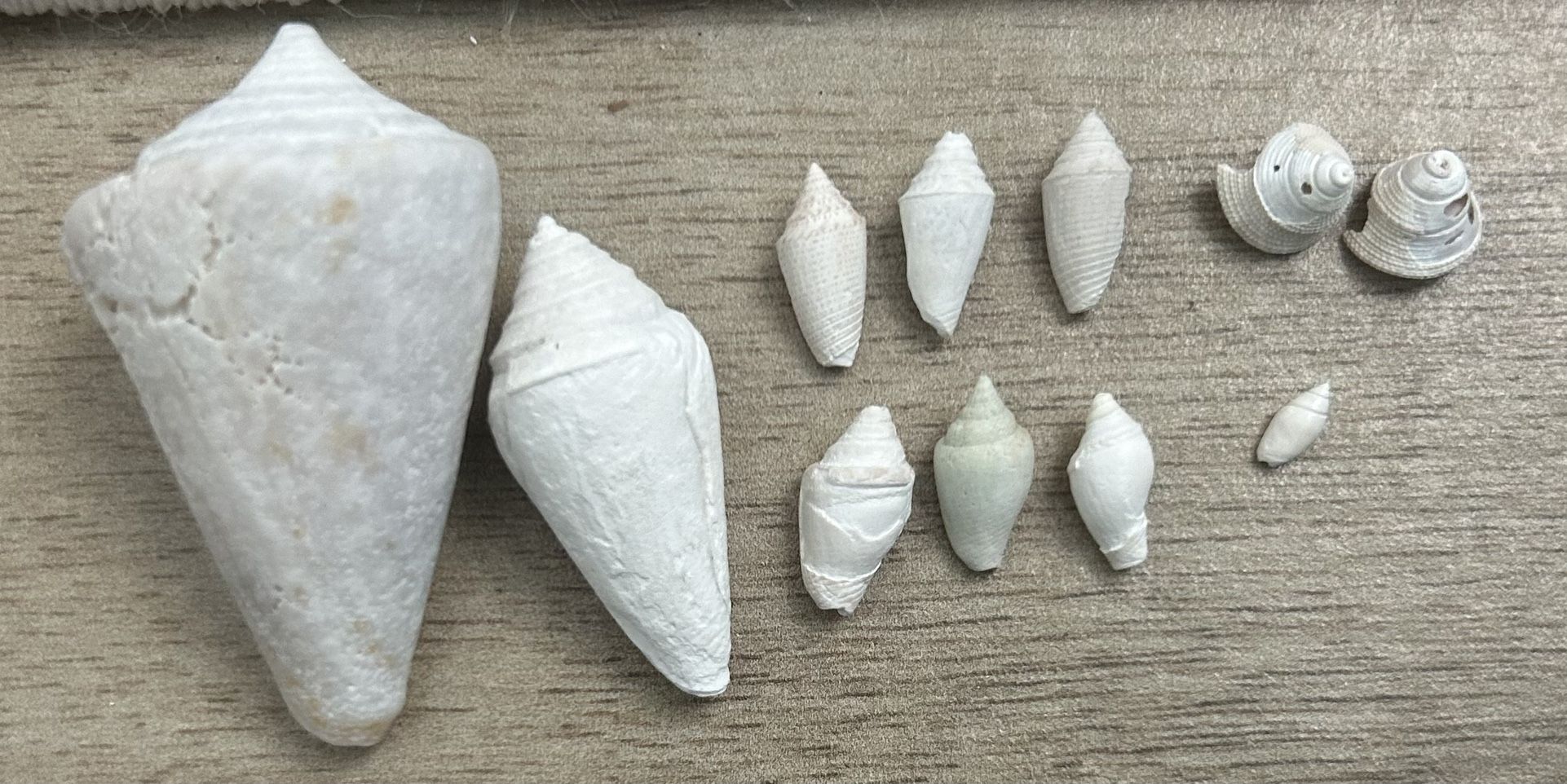 Cone Snail (11 Pieces) lot #1