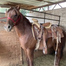 Azteca Mui manso De 1 1/2 