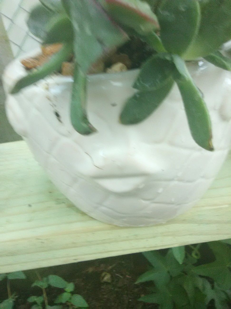 Terraglazed Fish Pot with Succulents