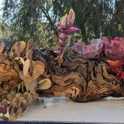 Multicolored tropical plants