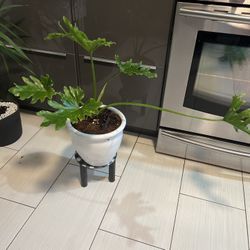 Houseplant Split Leaf Philodendron In White Terracota