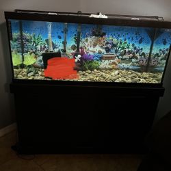 75 Gallon Aquarium