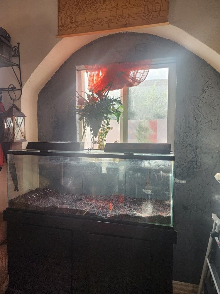 Fish Tank 