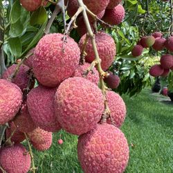 Fresh Sweet Lychees For Sale!