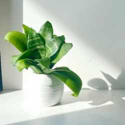 Rare Miniature Snake Plant Mini / House Plant/ Indoor Plant Flower Patio Garden 