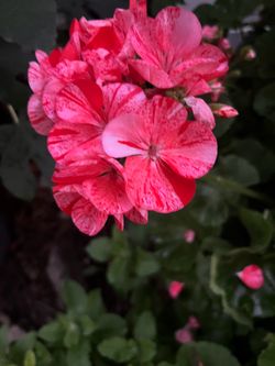 Geranium, Zonale 'Glitter