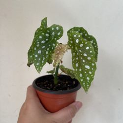 Beautiful Begonia Maculata Plant
