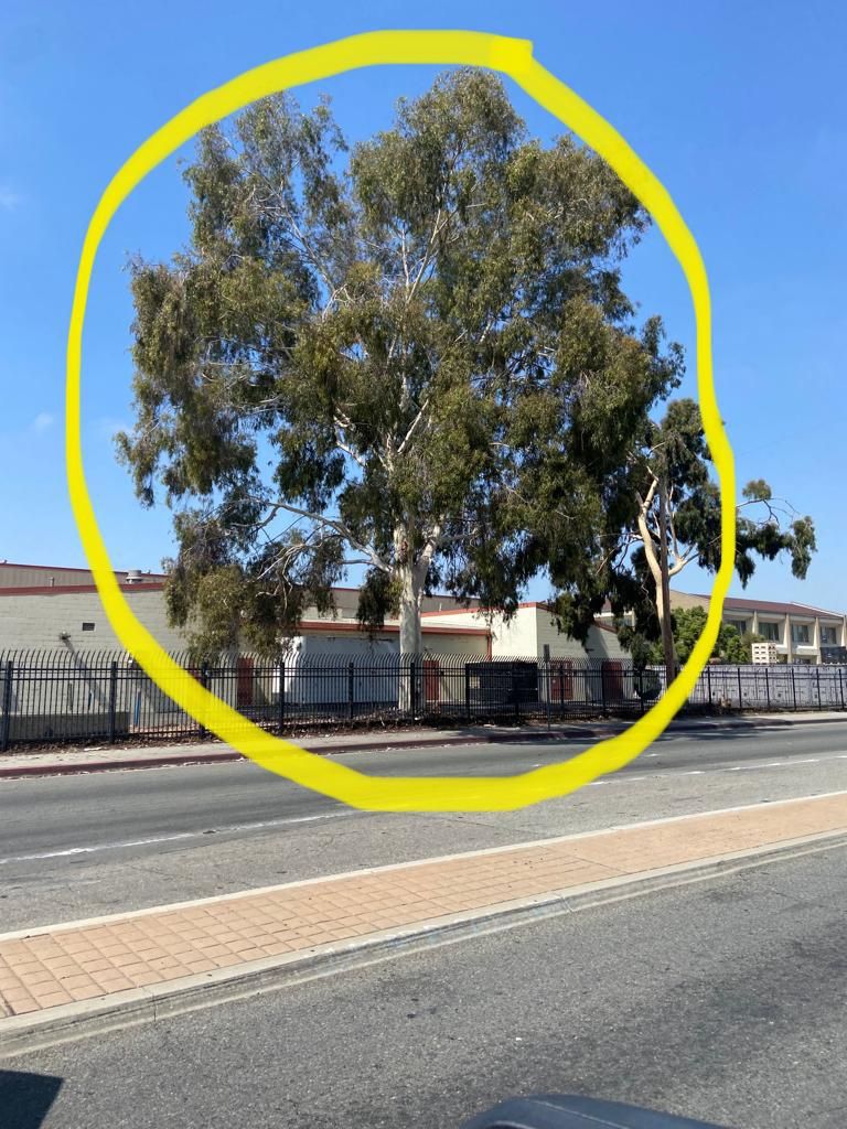 Tree Trim Trimming Tree