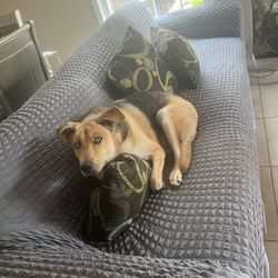 sofa and loveseat 