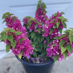 Bougainvillea, Veranera, Camellina  Compact Plant, In 5 Gallóns Pot Pick Up Only