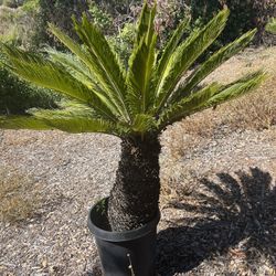 Sago palm