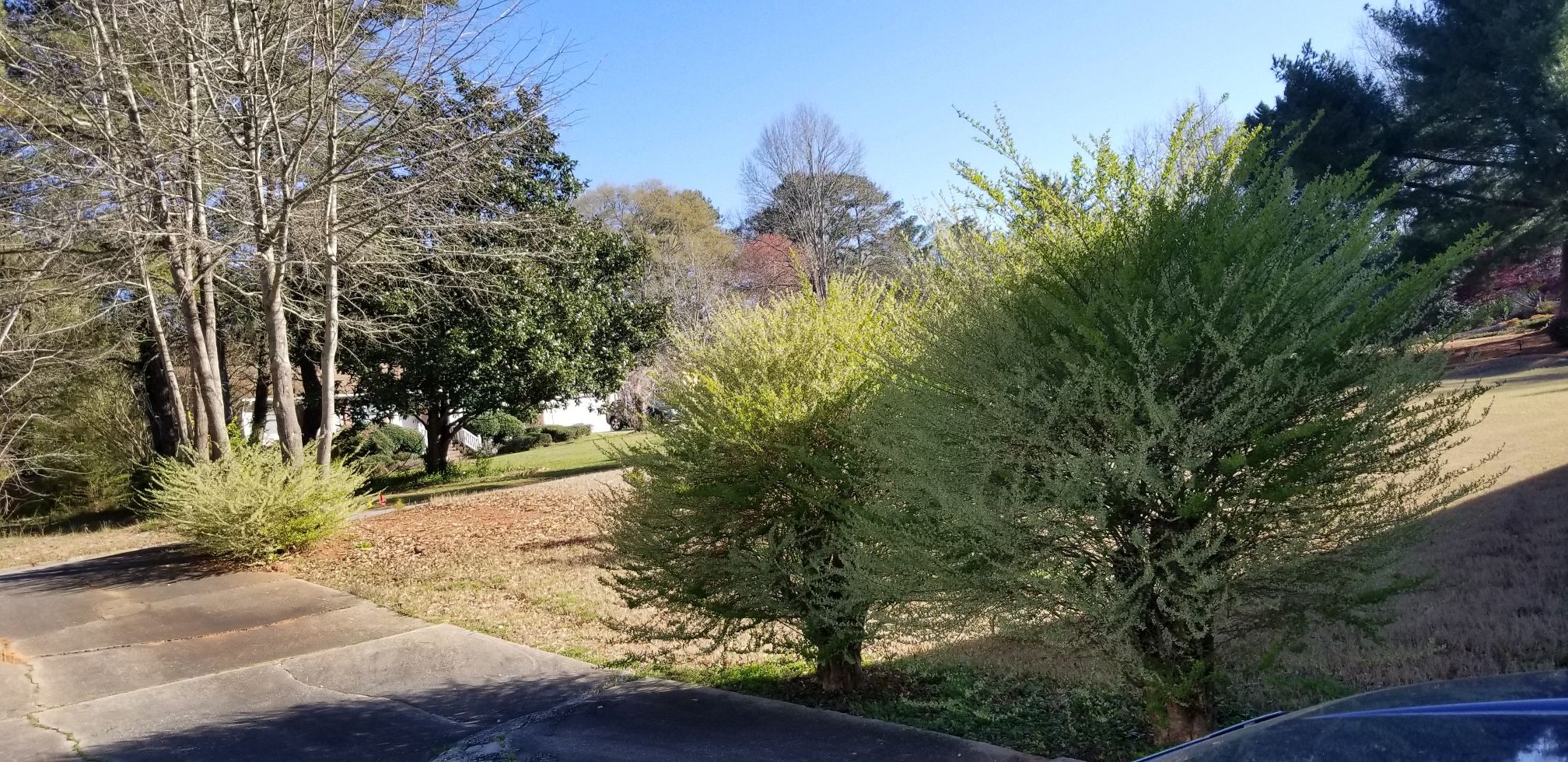 Affordable hedges and pruning