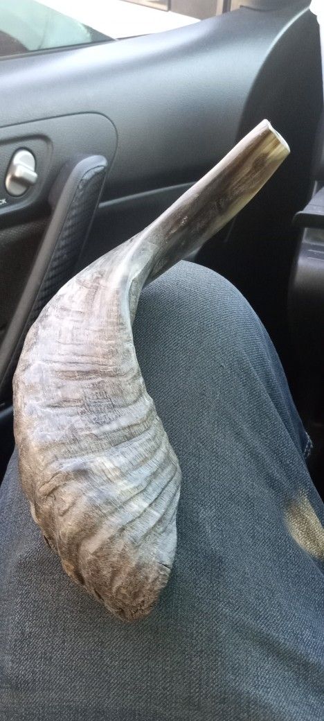 Rams Horn