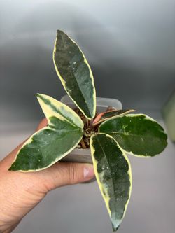 Hoya Crimson Queen