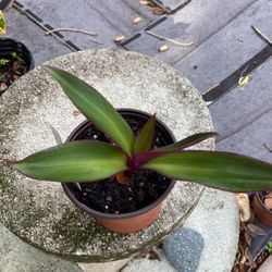 Moses In The Cradle Plant