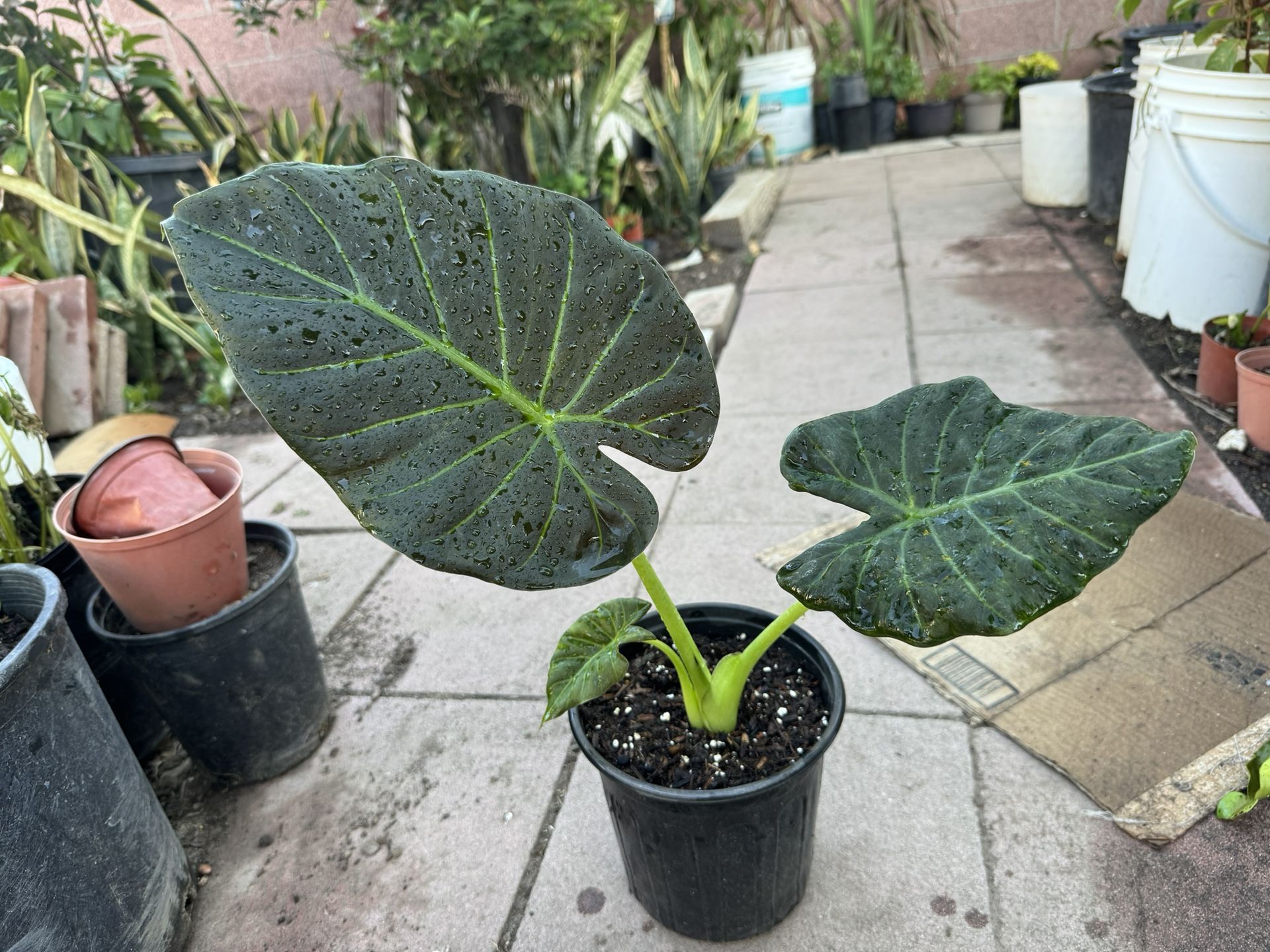 Elephant Ear