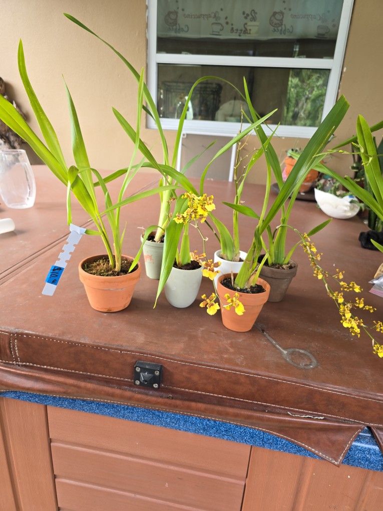 Oncidium yellow Orchid $10.00 each