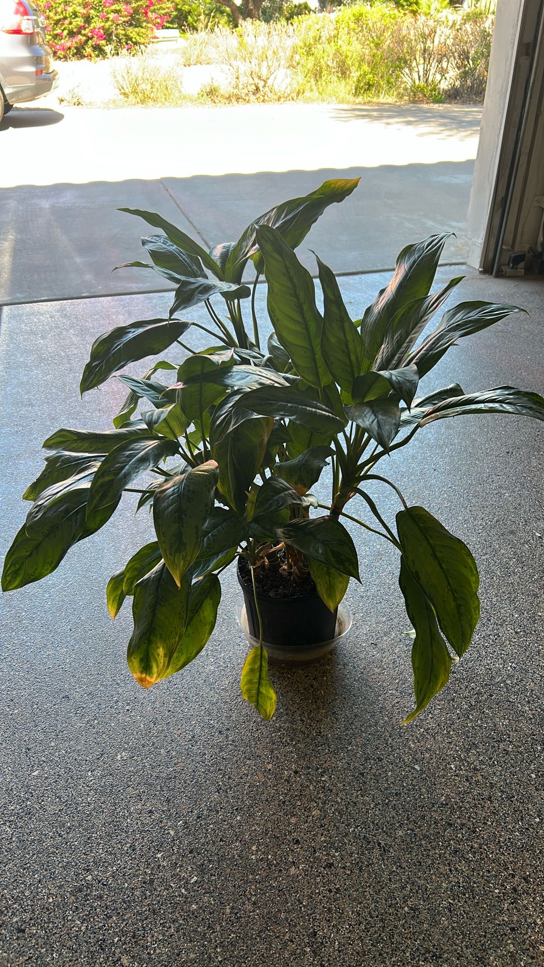Indoor Plant