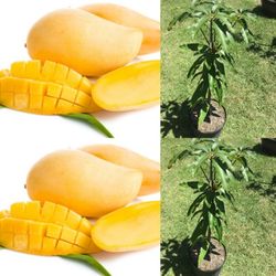 Phillipine Mango Grafted Trees 3gal Arboles De Mango Injertados Filipino 