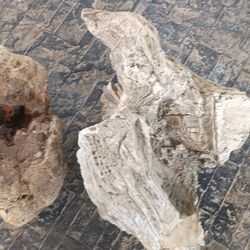 Petrified Wood