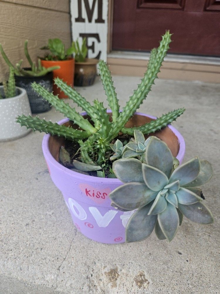 Cactus & Succulent 