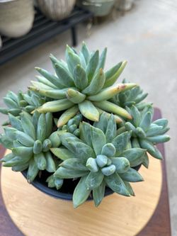 Variegated Rare Korean Succulent cluster