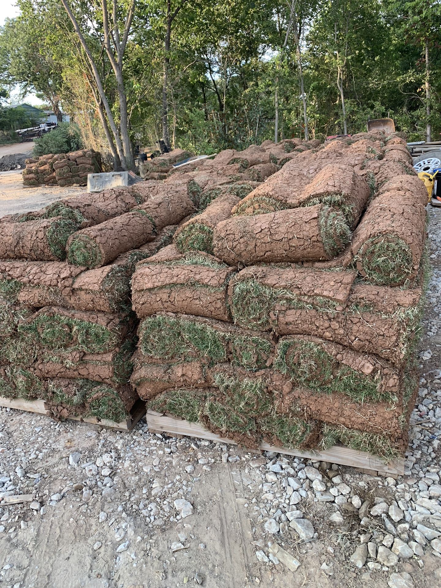 Bermuda Sod