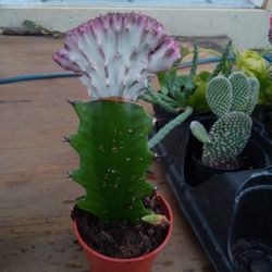 Cactus