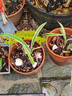 Variaty spider plants