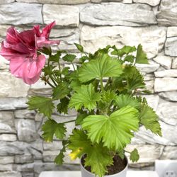 Beautiful Pelargonium (Geranium) Indoor/Outdoor Plant.