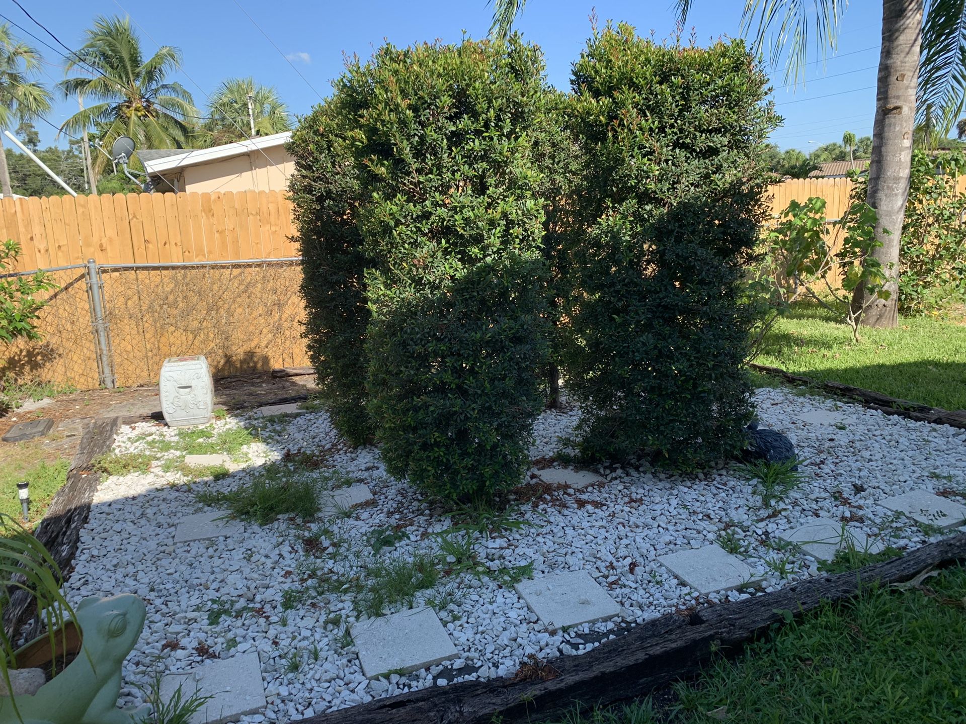 4 topiaries AND white rock