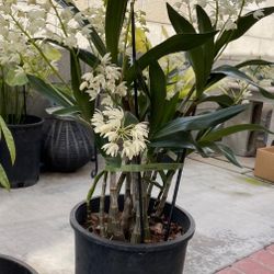 Dendrobium speciosum - Australian Bush Orchid Flower Plant