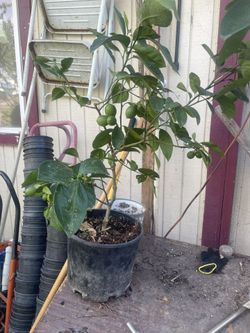 Green Lemon Tree