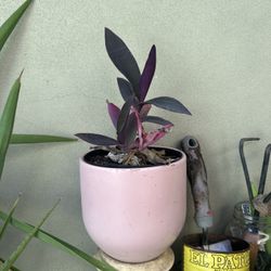 Cute Purple Heart Plant In Pink Pot
