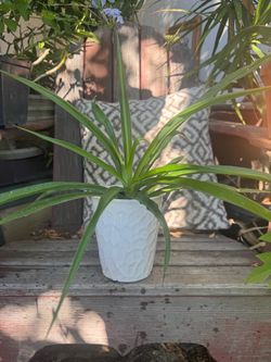 Spider plant in porcelain pot