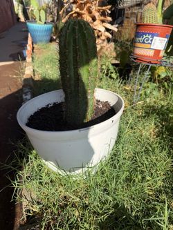 Cactus