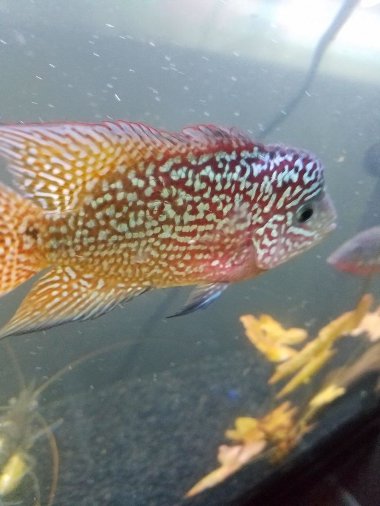 King Kamfa Flowerhorn Cichlid