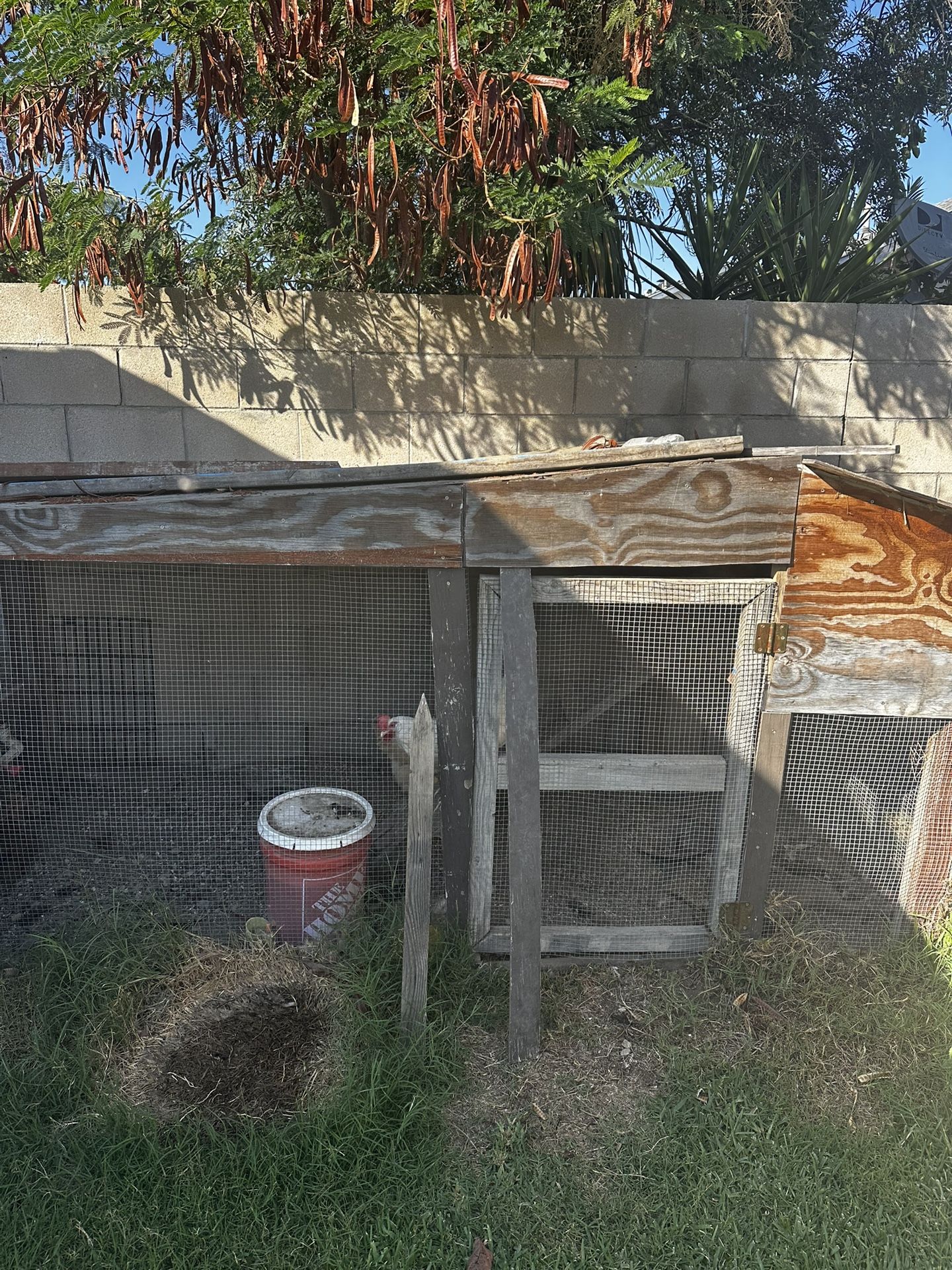 Chicken Coop